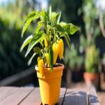 How To Grow Aji Fantasy Peppers - The Ultimate Guide