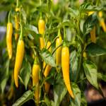 How To Grow Aji Yellow Peppers - The Ultimate Guide