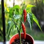 How To Grow Ghostly Jalapeno Peppers - The Ultimate Guide