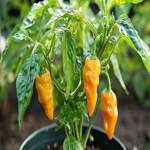 How To Grow Yellow Dorset Naga Peppers - The Ultimate Guide