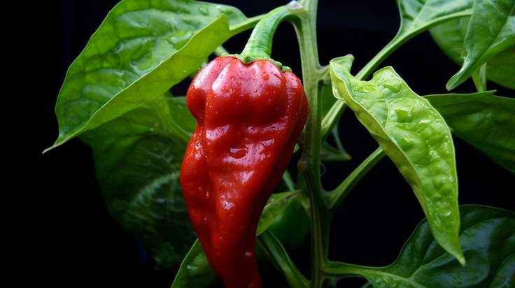 How To Grow 7 Pot Douglah Peppers - The Ultimate Guide
