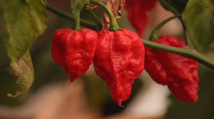 How To Grow Carolina Reaper Peppers - The Ultimate Guide