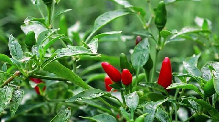 How To Grow Piri Piri (African Bird's Eye) Peppers - The Ultimate Guide